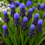 Muscari latifolium