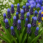 Muscari latifolium
