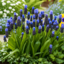 Muscari latifolium