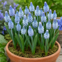 Muscari Azureum