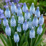 Muscari Azureum