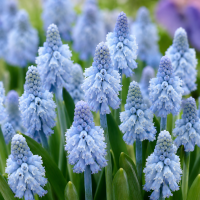Muscari Azureum