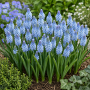 Muscari Azureum