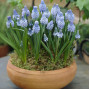 Muscari Azureum