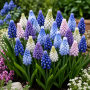 Muscari Mix