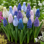 Muscari Mix