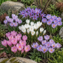 Crocus de toamna mix