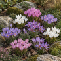 Crocus de toamna mix