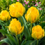 Lalea Monte Peony