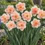 Narcisa Pink Wonder