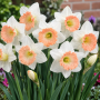 Narcisa British Gamble