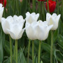 Lalea Apricot Impression