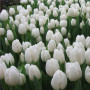 Lalea Apricot Impression