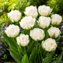 Lalea Up White