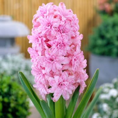 Zambila Dubla Rosette