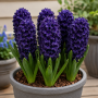 Zambila Blue Saphire