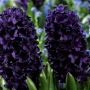 Zambila Blue Saphire
