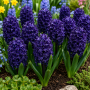 Zambila Blue Saphire