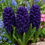 Zambila Blue Saphire
