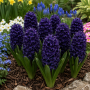 Zambila Blue Saphire