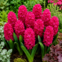 Zambila Dubla Hollyhock