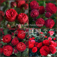 Trandafir englez Piano gradul AA