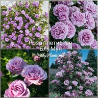 Trandafir cățărător Blue Moon clasa AA