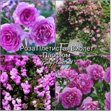 Trandafir cățărător Violet Parfume (Violette Parfume) clasa AA