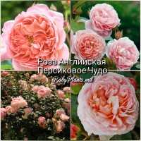 Trandafir englez Peach Miracle clasa AA