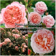 Trandafir englez Peach Miracle clasa AA