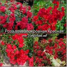 Trandafir acoperitor de sol Rosu gradul AA