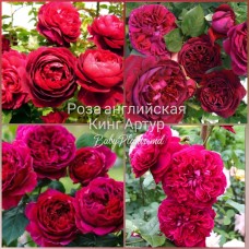 Trandafir englez King Artur clasa AA