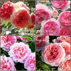 Роза английская Эдем класс АА