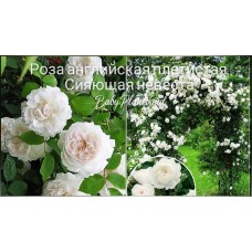 Роза английская плетистая Сияющая невеста