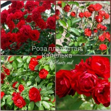 Trandafir cățărător Picatura clasa AA