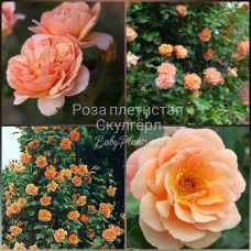 Trandafir cățărător School girl clasa AA