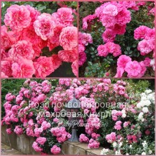 Trandafir acoperitor de sol  Knirps gradul AA