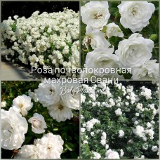 Trandafir acoperitor de sol Swany gradul AA