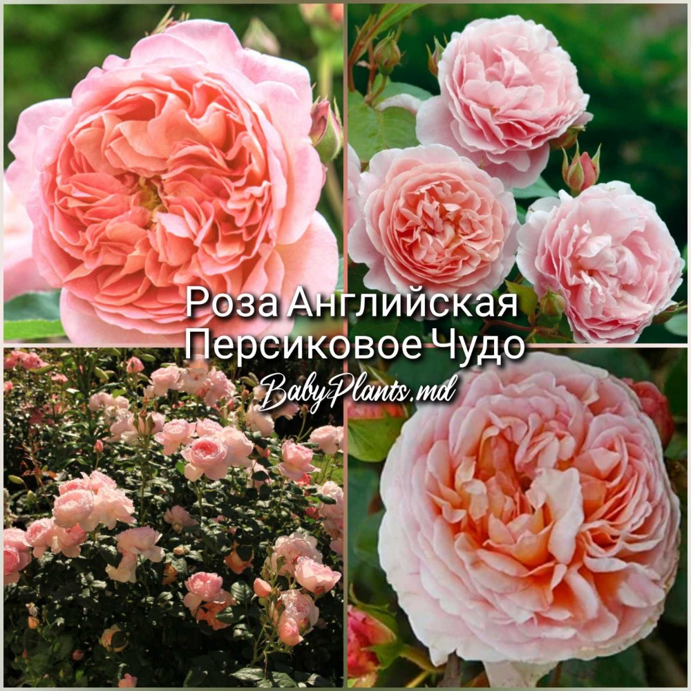 Роза Английская Персиковое Чудо класс АА