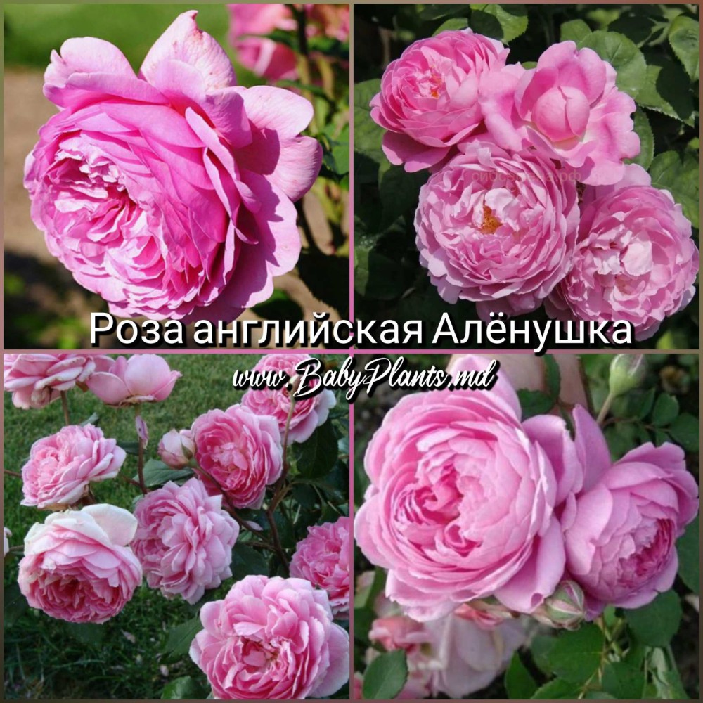 Роза английская Аленушка класс АА