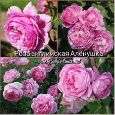 Роза английская Аленушка класс АА