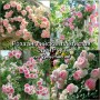 Trandafir catarator englez Eden Rose clasa AA