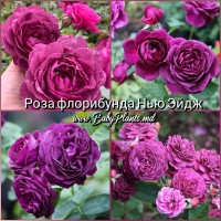Роза флорибунда Нью Эйдж класс АА