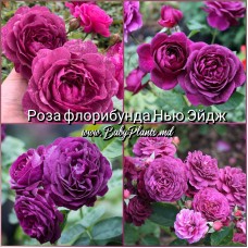 Роза флорибунда Нью Эйдж класс АА