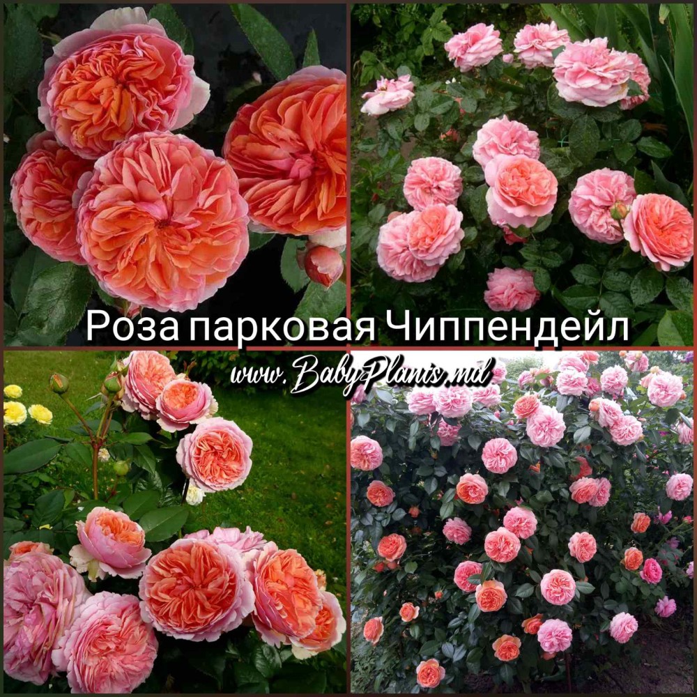 Trandafir de parc Chippendale clasa AA