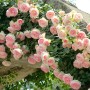 Trandafir catarator englez Eden Rose clasa AA
