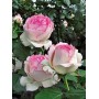 Trandafir catarator englez Eden Rose clasa AA