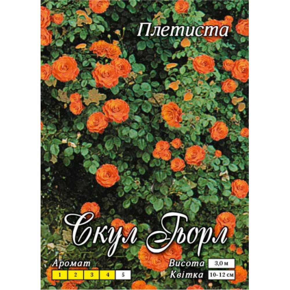 Trandafir cățărător School girl clasa AA