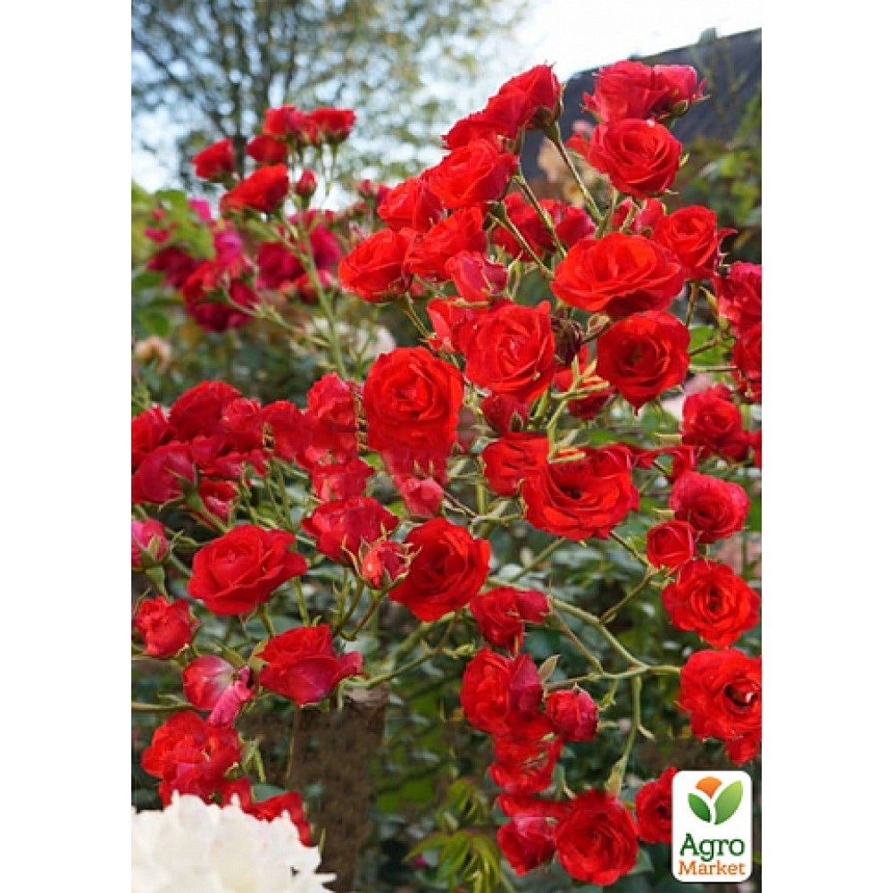 Trandafir acoperitor de sol Rosu gradul AA