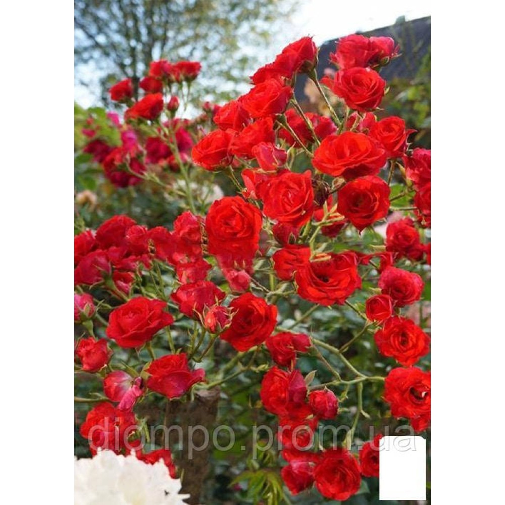 Trandafir acoperitor de sol Rosu gradul AA